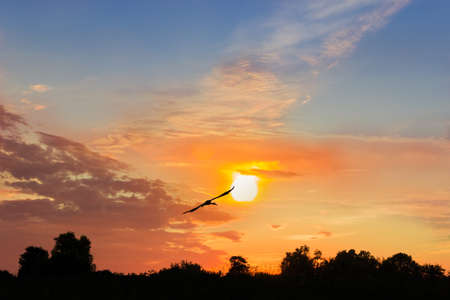 Silhouette of a flying stork on a background of the sun and clouds over trees at sunsetの写真素材