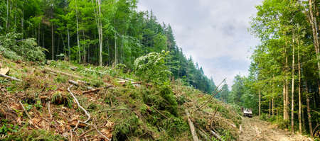 Fresh logging site on a mountain slope during trees cut down in the Carpathian Mountainsの写真素材
