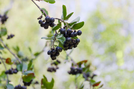 Dangling clusters of the ripe berries of black chokeberry on branch on a blurred backgroundの写真素材