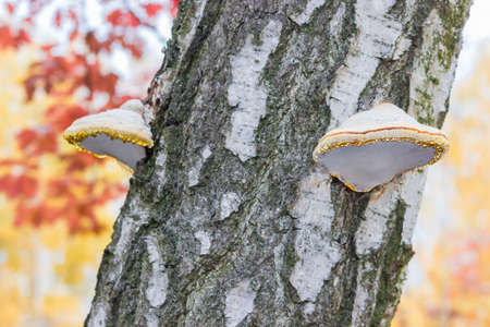 Birch polypores with water drops growing on a trunk of birch tree close-up on a blurred background