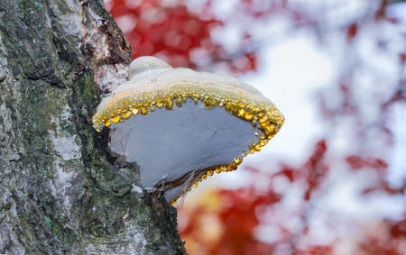 Birch polypore with water drops growing on a trunk of old birch tree close-up