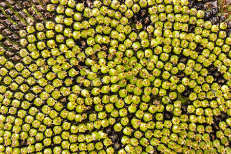 Background of a fragment of the sunflower head disk with ripening seeds close-up