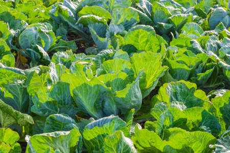 Background of the plantation of white cabbage covered with dew drops in morning