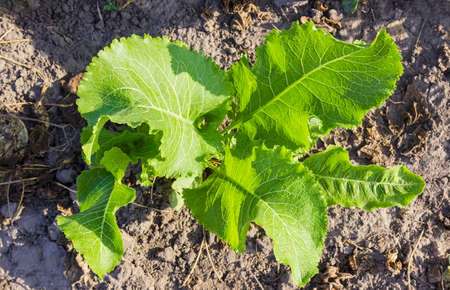 Top view of the horseradish bush with leaves covered with dew drops on a background of soil