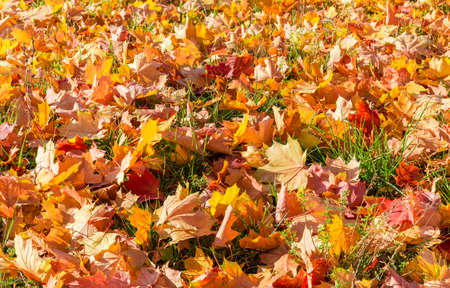 Background of the lawn covered with varicolored fallen maple leaves and grass in autumn sunny day