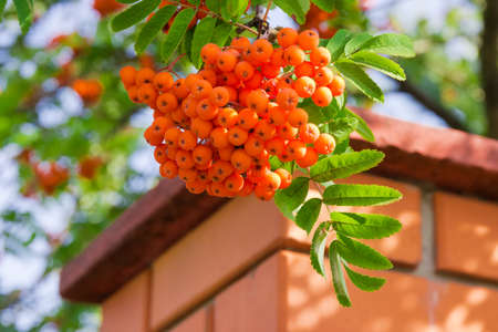 Cluster of rowan berries on tree at selective focus on blurred background of brickwork and treeの写真素材