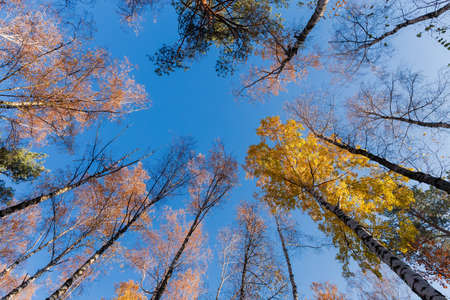 View from the bottom up on a trunks and branches of the birches and pines against of the clear sky in autumn morningの写真素材