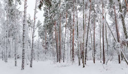 Panorama of the winter forest with the pines and deciduous trees covered with snow during a snowfallの写真素材