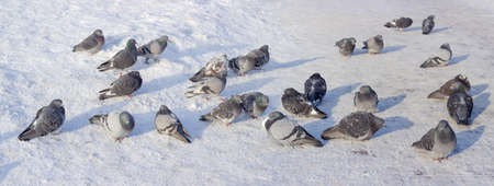 Panorama of a flock of the different street pigeons sitting on the city square, covered with snow and rime during a severe frostの写真素材
