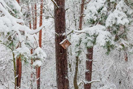 Fragment of winter pine forest with deciduous trees and shrubs, nest box on the pine trunk in center covered with fluffy snow close-up during a heavy snowfallの写真素材