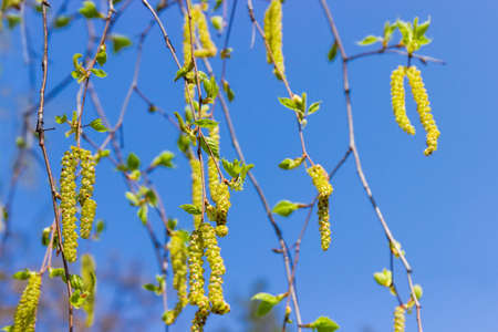 Branches of the silver birch with young leaves, male and female catkins hanging down close-up with shallow depth of field on a background of clear skyの写真素材