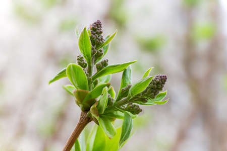 Lilac spring shoots with young leaves and flowers buds on branch outdoors close-up at selective focus on a blurred backgroundの写真素材