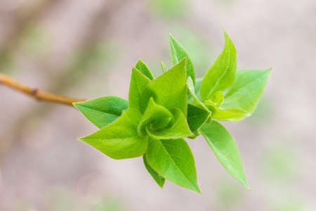 Lilac spring young leaves on branch outdoors close-up at selective focus on a blurred backgroundの写真素材
