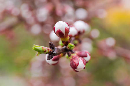Apricot branch with buds of flowers and young leaves at the beginning of flowering outdoors close-up at selective focus on a blurred backgroundの写真素材