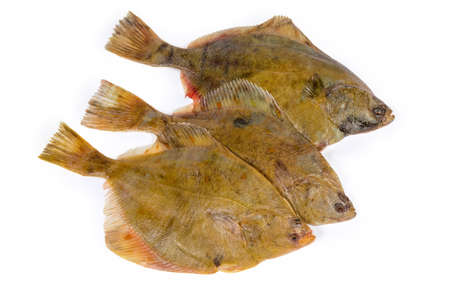 Uncooked plaices also known as flatfish laid out upper sides on a white background