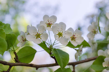 Branch of pear tree with flowers and young leaves close-up at selective focus on a blurred backgroundの写真素材