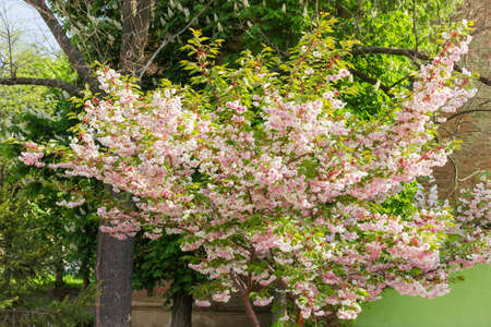 Flowering tree of the cherry blossom against other trees and brick wall