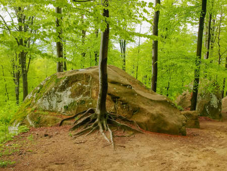 Beech forest with sandstone rock outcrops and big boulders in springtime. Landscape park Dovbush rocks, Carpathian mountains, Ukraineの写真素材