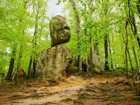 Beech forest with sandstone rock outcrops and big boulders in springtime. Landscape park Dovbush rocks, Carpathian mountains, Ukraineの写真素材