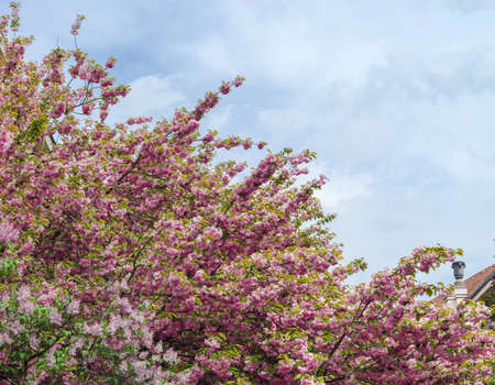 Branches of cherry blossom, also known as sakura or Japanese cherry with delicate pink flowers and...