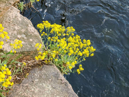 Bush of the flowering Aurinia saxatilis also known as basket of gold, golden alyssum or rock madwort...