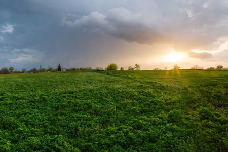 Field of the young alfalfa mixed with other flowering spring plants at sunset