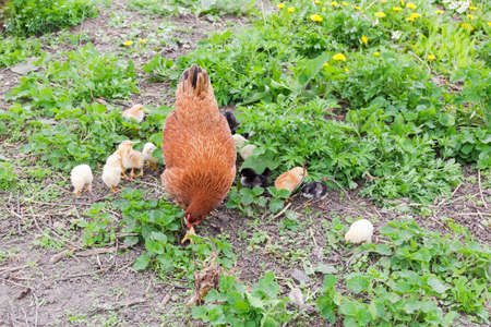 Brown clocking hen with brood of chicks among grass. Raising domestic fowl on the farm by free range method outdoorsの写真素材
