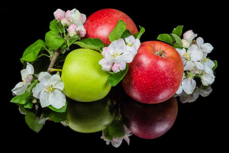 Plucked red and green apples among small branches of apple tree with flowers, buds and young leaves on a black reflective surfaceの写真素材