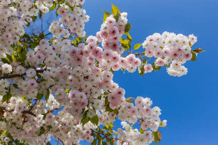 Branches of cherry blossom, also known as sakura or Japanese cherry with delicate white with pink...