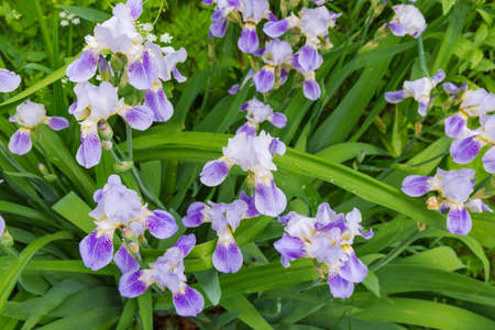 Part of the flowerbed of flowering irises with purple flowers, top view