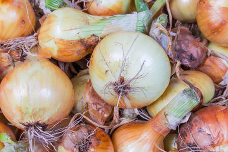 Fresh raw young bulb onion this year's harvest against of the same onion, top view, backgroundの写真素材