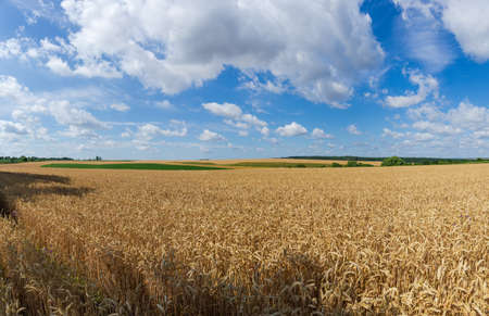 Field of the ripe wheat on a background of sky with clouds in summer day, panoramic viewの写真素材