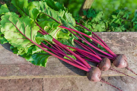 Young red beetroots with stems and leaves on the old wooden surface, top view in selective focus