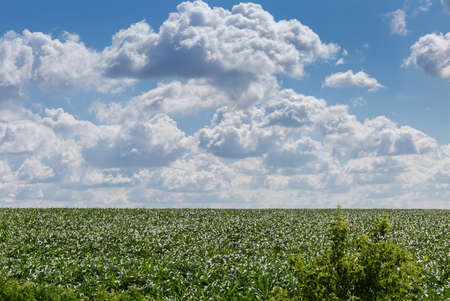 Sky with cumulus clouds over the field of young corn in summer dayの写真素材