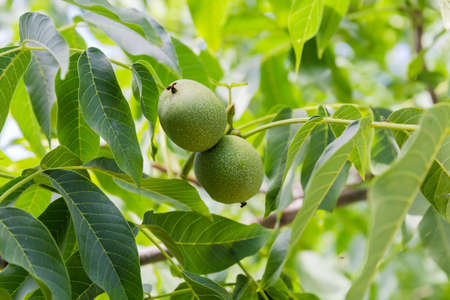 Two unripe fruits of common walnut on the branch among foliage outdoors close-up in selective focusの写真素材