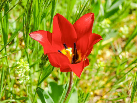 Red flower of the wild growing Schrenck's tulip among of the grass close-upの写真素材