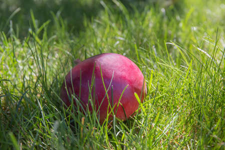 Fallen ripe single red apple among the thick grass close-up in selective focusの写真素材