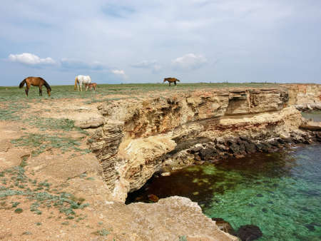 Section of the flat sea shore with grazing horses, sheer textured limestone rocks, which break off to the waterの写真素材