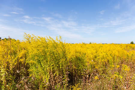 Wild growing colony of the flowering Canadian goldenrod on a background of the sky in summer dayの写真素材