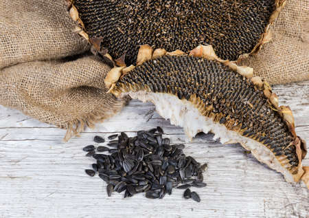 Pile of unpeeled sunflower seeds on a background of dry sunflower heads with ripe seeds on the old wooden surface with sackclothの写真素材