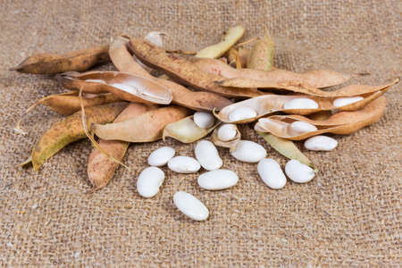 Dry kidney bean pods and several husked ripe white kidney beans on the sackcloth, close-up in...