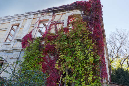 Different climbing plants with bright varicolored autumn leaves, curling on the brick wall of abandoned building, backgroundの写真素材