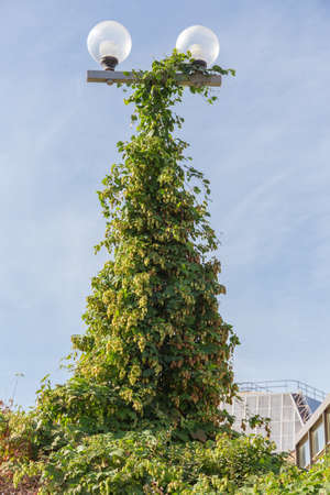 Street lamp overgrown and entwined with hops on a background of the skyの写真素材