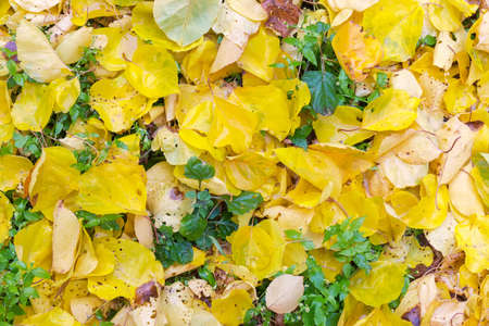 Fragment of land surface covered with wet fallen yellow leaves among grass in autumn cloudy day, top view, backgroundの写真素材