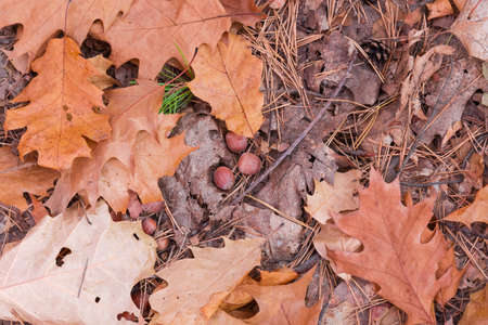 Background of ground in the autumn forest covered with fallen leaves and acorns of red oak, needles and cone of pine, fragment close-upの写真素材