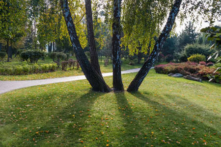 Trunks of birch trees growing from one place on grassplot in autumn park in sun backlight