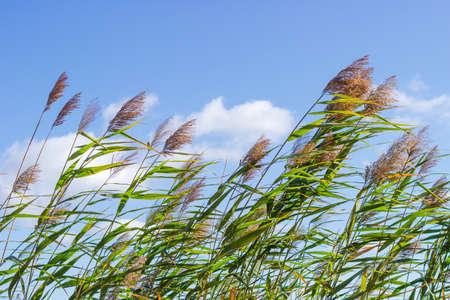 Top part of water reed stems with leaves and seed heads against the sky in the wind in early autumnの写真素材