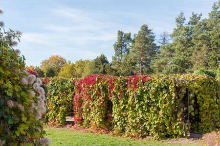 Various hedges formed with different climbing plants with autumn varicolored leaves against the trees and sky in parkの写真素材