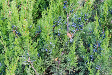 Branches of Virginian juniper, also known as red cedar or red juniper with blue berry-like seed...