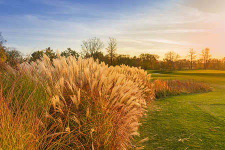 Thickets of the yellowed tall decorative reeds among the lawn in park on a blurred background of trees in autumn at sunsetの写真素材